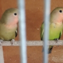Breeding pairs of Peach face