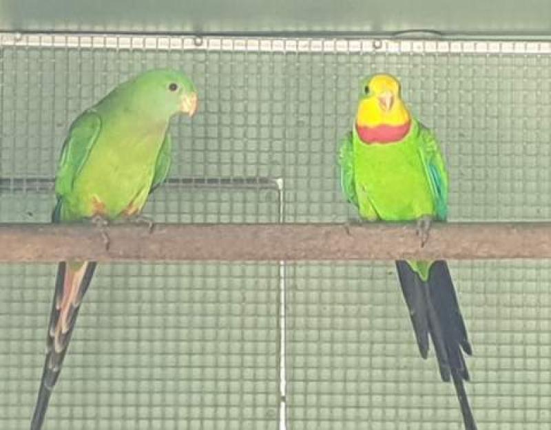 Superb Parrots