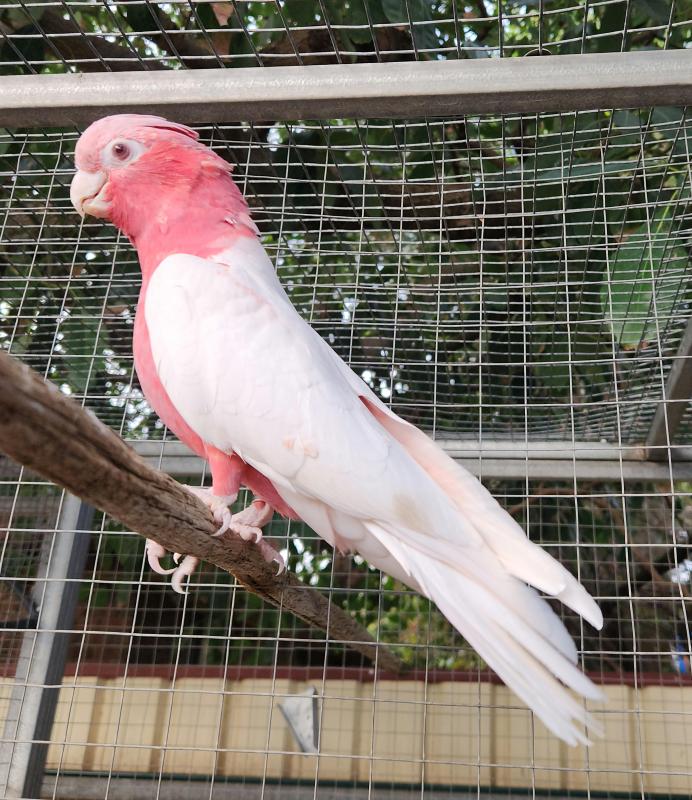 Lutino galahs