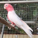 Lutino galahs