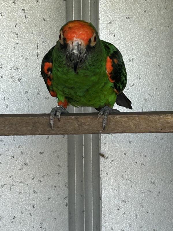 JARDINE BLACK WING COCK