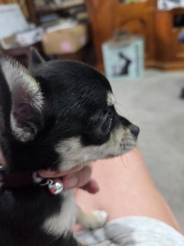 One Tiny Chihuahua Female