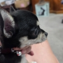 One Tiny Chihuahua Female