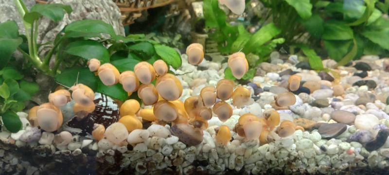 Mystery Snails