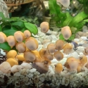 Mystery Snails