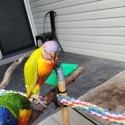 Lorikeet