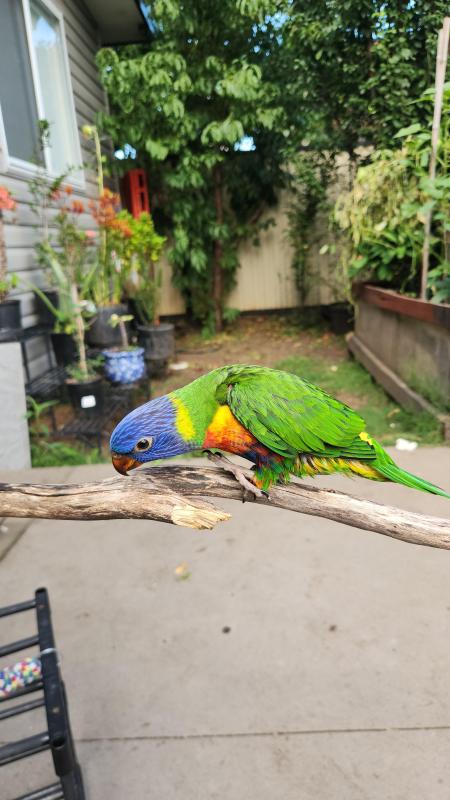 Rainbow lorikeet