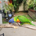 Rainbow lorikeet