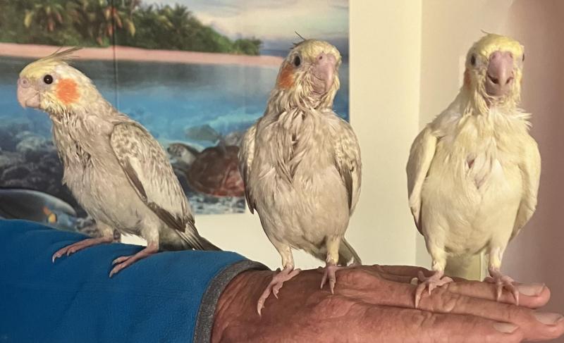 Baby Cockatiels Hand raised