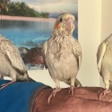 Baby Cockatiels Hand raised