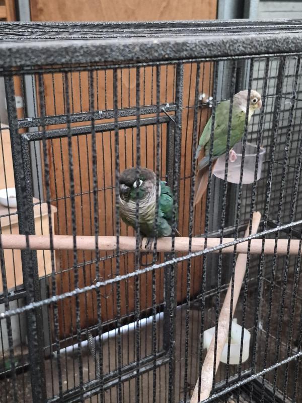Proven Pair of Green Cheek Conures