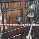 Proven Pair of Green Cheek Conures