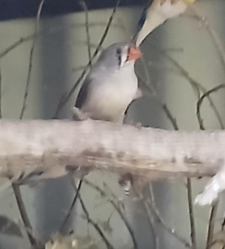 Pure Normal Hen Zebra Finches
