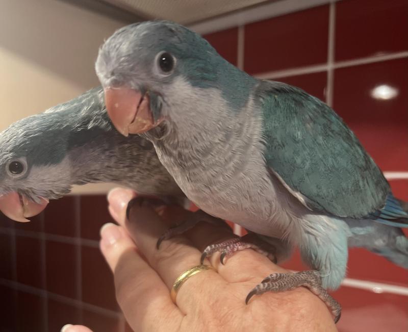 Hand Reared Baby Blue and Green Quakers