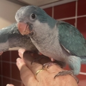 Hand Reared Baby Blue and Green Quakers