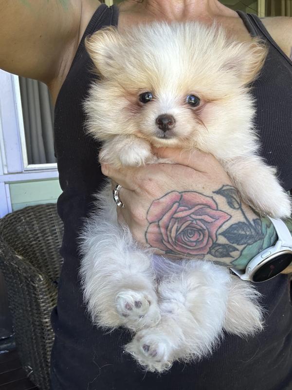 Tiny female Pomeranian ready now can be yours for Xmas 