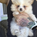 Tiny female Pomeranian ready now can be yours for Xmas 
