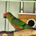 Gold Capped Conures