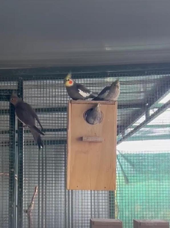 Pure normal cockatiels