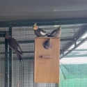Pure normal cockatiels