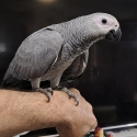 Handrearing African grey's