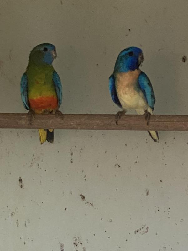 SCARLET CHESTED MUTATIONS