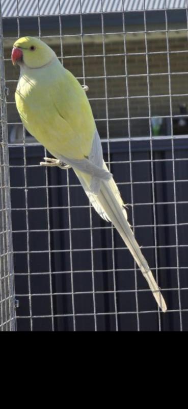 Dilute ringnecks price reduced