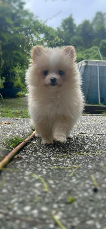 Ready to go today female Pomeranian