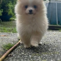 Ready to go today female Pomeranian