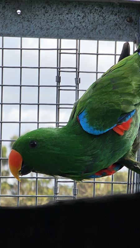 Proven pair of young Eclectus