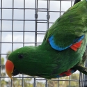 Proven pair of young Eclectus