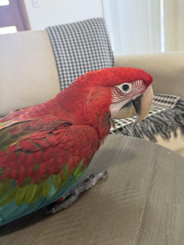 4 MONTHS OLD MALE GREEN WING MACAW EXTREMELY FRIENDLY AND TAME