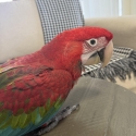 4 MONTHS OLD MALE GREEN WING MACAW EXTREMELY FRIENDLY AND TAME