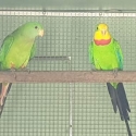 Superb Parrots SOLD Thanks