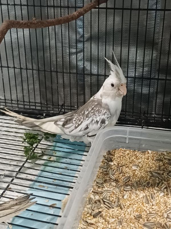 Handreared Whiteface Cockatiels