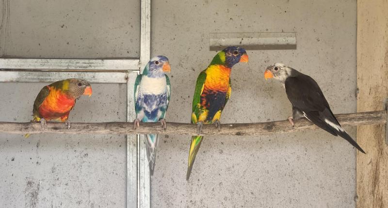 Blue Series Rainbow Lorikeets
