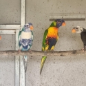 Blue Series Rainbow Lorikeets