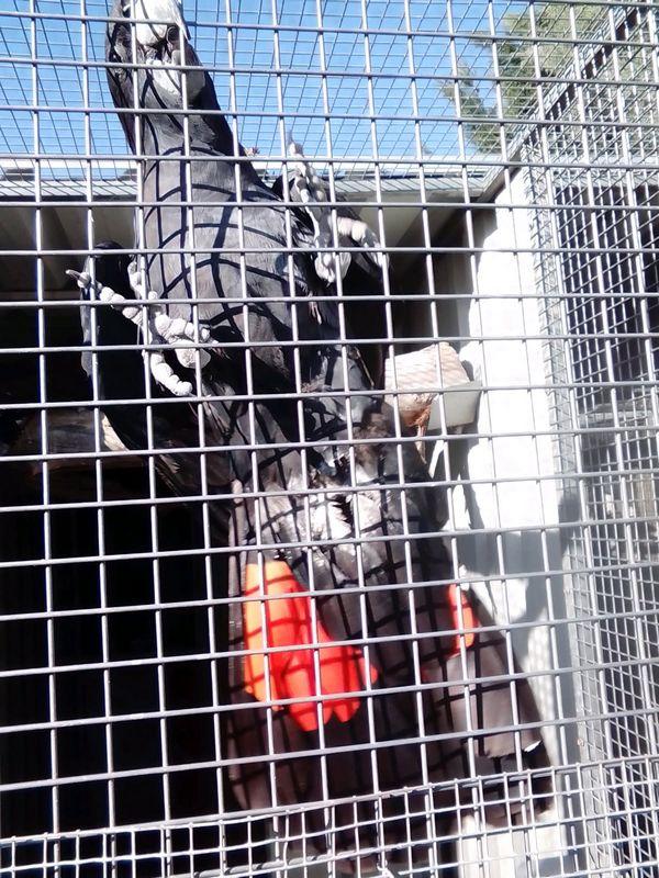 Variety of Birds (Posting for a Friend)