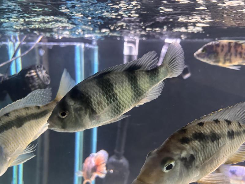 African cichlids for sale