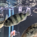 African cichlids for sale