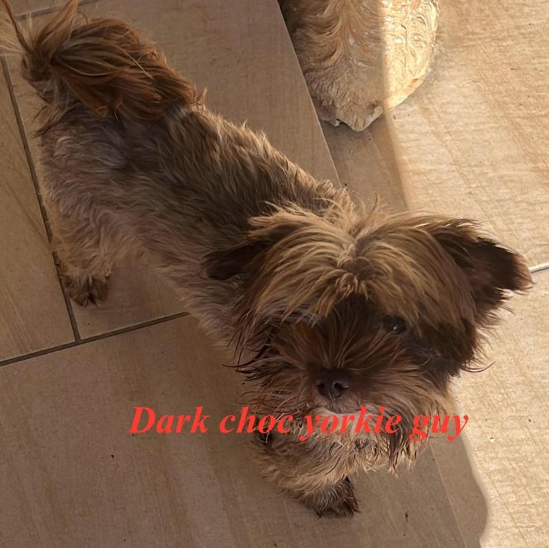 Yorkshire terrier choc boy