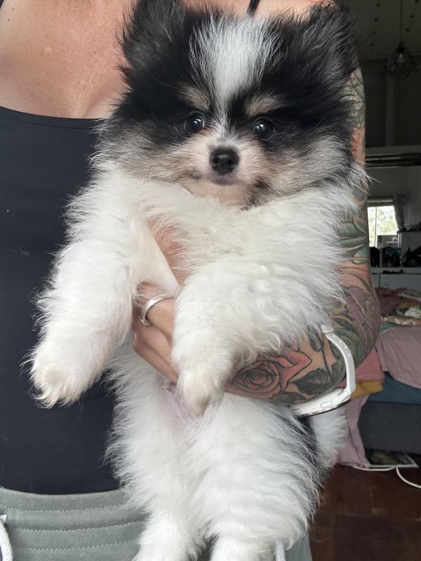 Tiny male parti colour pom