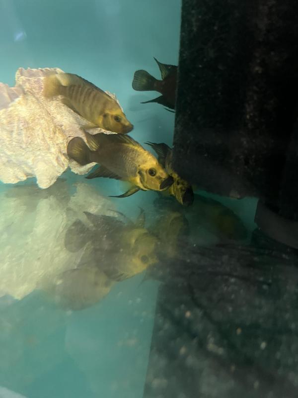 FS: Altolamprologus sp.