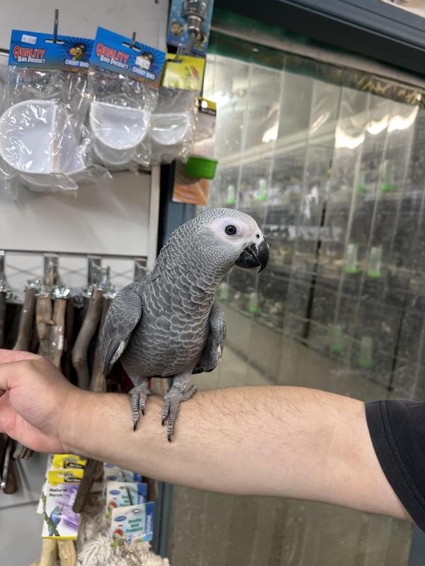 Handraised african greys only 1 female and 1 male left ! Both are talking !