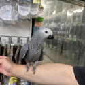 Handraised african greys only 1 female and 1 male left ! Both are talking !