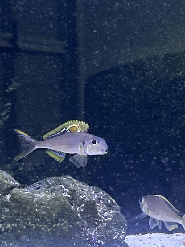 Xenotilapia nigrolabiata