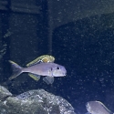 Xenotilapia nigrolabiata