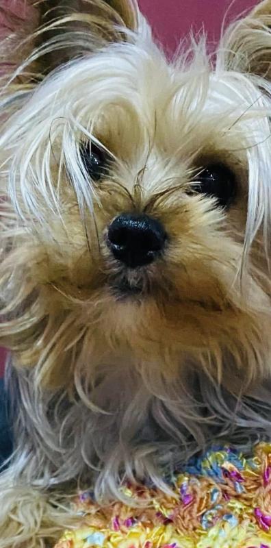 Tiny MORKIES Due soon