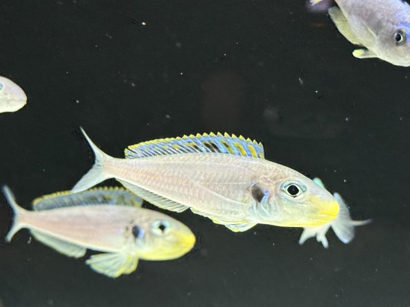 Tanganyikan Cichlids