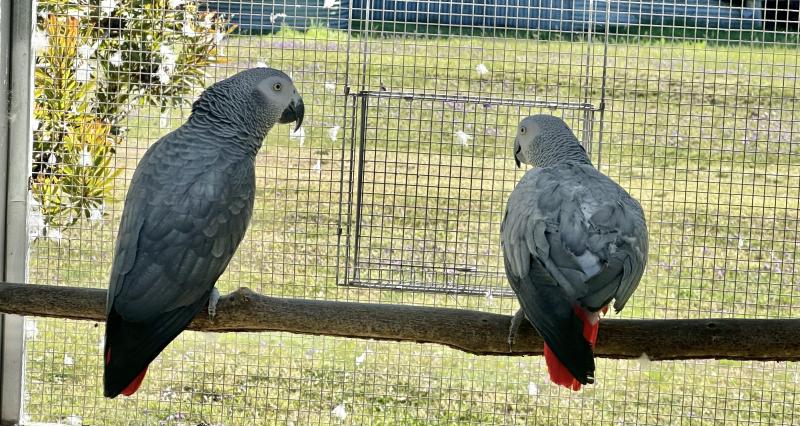 Bonded pair African Grey x 2